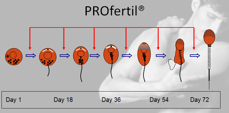 Spermatogenes + PROfortil&trade;